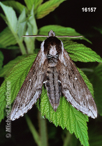 Northern Apple Sphinx (Sphinx poecila)